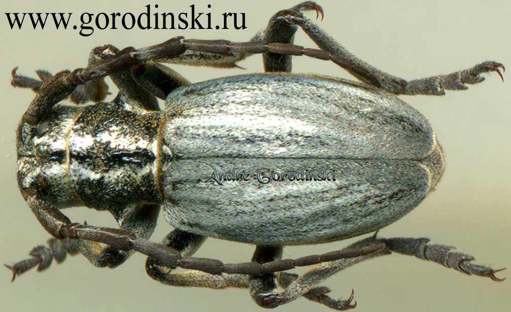 http://www.gorodinski.ru/cerambyx/Eodorcadion glaucopterum.jpg